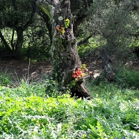 Flores en un tronco